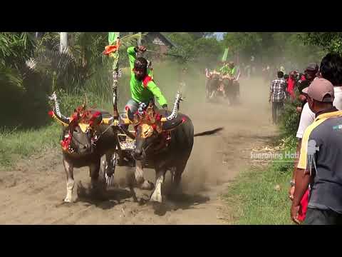 makepung seri terakhir, jembrana makepung cup 2019