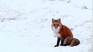 Watch Rasputina The Fox In The Snow video