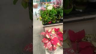 Kalanchoe 400 Tlden