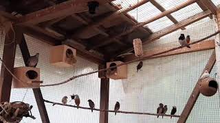 Perdana Gelatik Belong Produksi Di Ruzzit Aviary