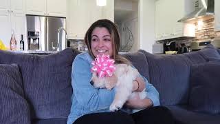 Brother Surprises Sister By Giving Her Den Retriever Puppy - 1045265