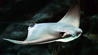 Facts The Cownose Ray