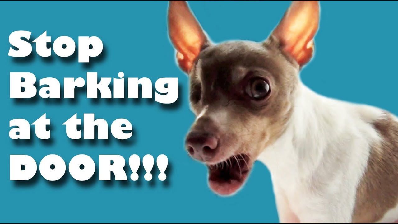 Puppies Barking - How You Can Stop Sound