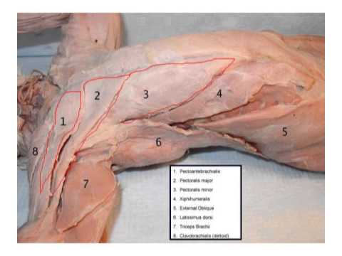 cat chest and arm muscles - Lepore - YouTube