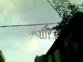 mojza on tree.mp4
