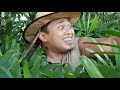 Bogart the Explorer: The Philippine Conyo