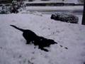 Loki's First Snow Loki's First Snow