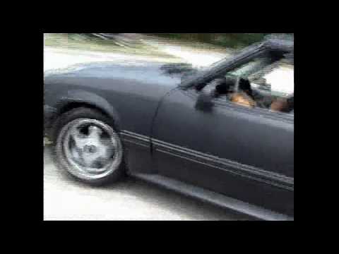 Acura Modesto on 50 Mustang Videos   50 Mustang Video Codes   50 Mustang Vid Clips