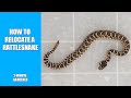 How to relocate a rattlesnake