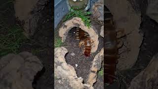 Love Watching My Centipede Eat