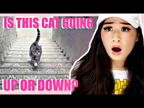 Is The Cat Going Up Or Down Eye Test Is The Cat Going Up Or Down Eye Test