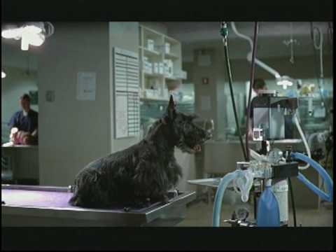 spaying dog. Dog, Scotty Dog Spay/Neuter