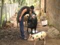 Il rapporto tra l'uomo e l'animale