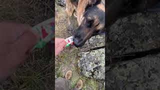 Dog Forced To Eat Gogis Dies
