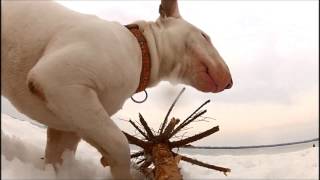 Bull Terrier Jupp Playing With Stick