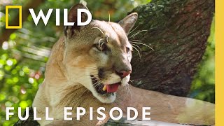 Florida Panther Full Episode Secrets Of The Zoo Tampa Nat Geo Animals
