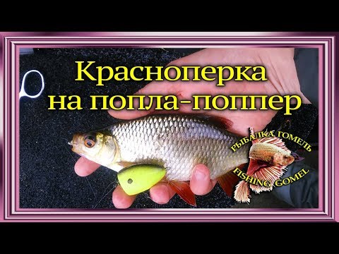 красноперка на поппер красноперка на поппер