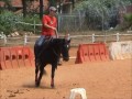 2008 black Quarter stallion - D'BlackShiny - tribute to Omer Grinboim (En)