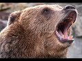 30 Giant Brown Bears Lay Siege to Russian Village