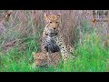 Sex In The Wild: Leopard Lovers Mate