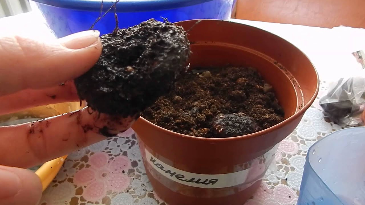 Когда бегонию сажать в грунт 6