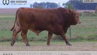LOTE 67 - TOUROS BRANGUS - LEILÃO VIRTUAL SÃO BIBIANO 2020