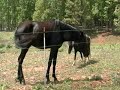 Va. Horses (and turkey on the hill)