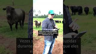 Lucro De Mais De 60 Mil Reais Nesse Lote De Angus Da Fazenda Uberaba