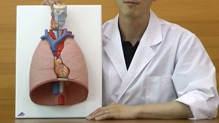 肺，7分解デラックスモデル：動画