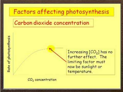 photosynthesis factors photosynthesis factors