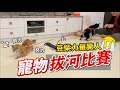 寵物拔河比賽,豆柴力量超驚人『場面超激烈』