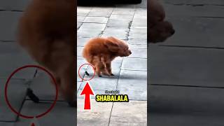 Top Funniest World Cup Of Dog Poop Moments