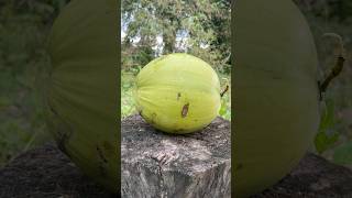 Perfect Asmr Coconut Cutting Skills