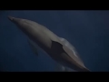 New Earth Rising Dolphin Dreaming.mp4 New Earth Rising Dolphin Dreaming.mp4