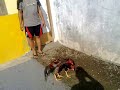image Ayam Aduan Abar Ke 2 Klawu Geni Bk Birma Bangkok Lokal