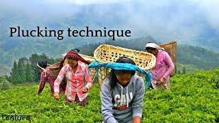 Plucking Technique