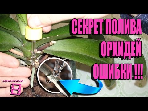 Как ухаживать за орхидеями в домашних условиях для начинающих Как ухаживать за орхидеями в домашних условиях для начинающих