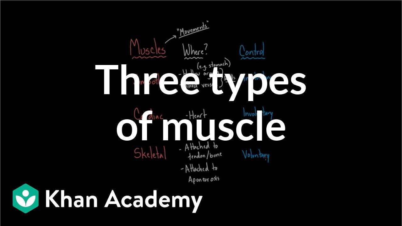 Three Types of Muscle - YouTube
