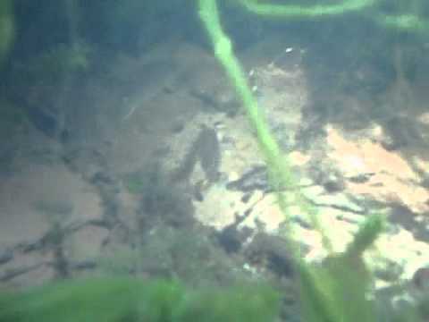 new river fish Video new river fish Video