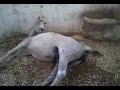 Horse giving birth