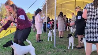 Smooth Fox Terrier Best Of Breed Montgomery County Kennel Club 2024