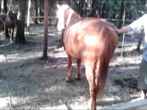Смотреть Видео Мужик Ебет Лошадь