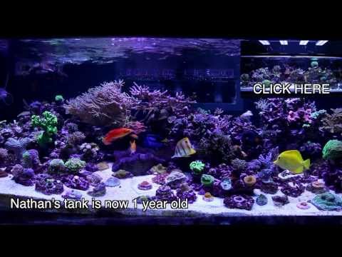 Checking back in on Nathan's Mixed Reef Aquarium - 2013 Update It 39 S Been A Year Since We Last Took A Look At El Presidente Nathan 39 S...
