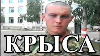 Крыса И Воровство В Армии