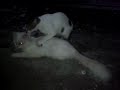 Scandal Anak Pak Desa Asep images Scandal Anak Pak Desa Asep