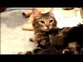 Hurry Up and Wait Episode 13 - Talking Nursing Kittens