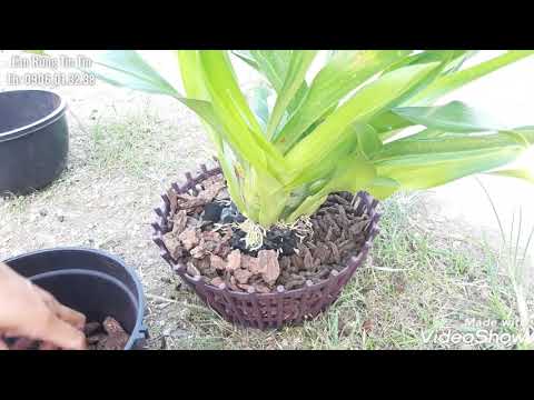 Cách trồng lan hoàng hậu 30/7/2020 ( 0906.01.3238)
