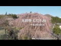 長野県駒ヶ根市光前寺しだれ桜を ドローン 空撮