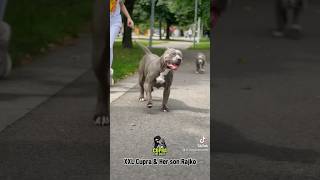 American Bully L Mother And 3 Months Old Son