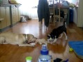 Kiba and Pasha - 27/11/2012 Kiba and Pasha - 27/11/2012